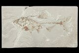 Cretaceous Fossil Fish (Spaniodon) - Fish In Stomach! #70326-1